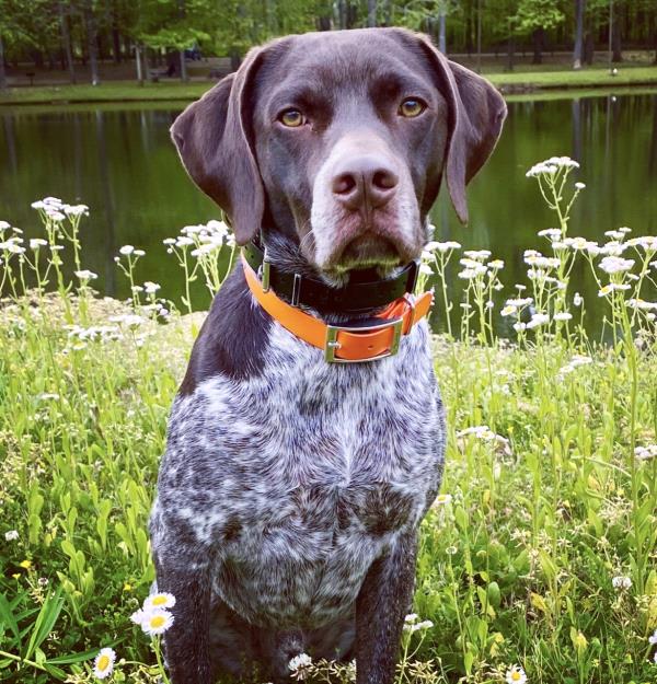 /images/uploads/southeast german shorthaired pointer rescue/segspcalendarcontest2021/entries/21843thumb.jpg